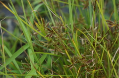 Cyperus bipartitus