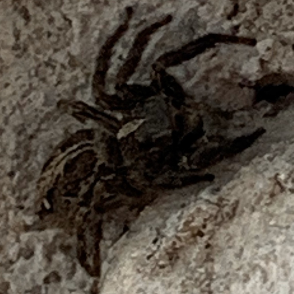 Pantropical Jumping Spider from S Enterprize Pkwy, Corpus Christi, TX, US on July 17, 2020 at 05