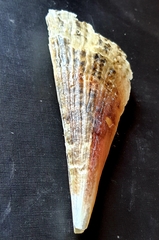 Pinna bicolor