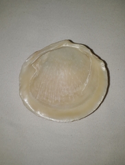 Phacoides pectinatus