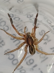 Trochosa niveopilosa