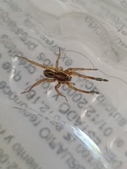 Trochosa niveopilosa