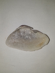 Iphigenia brasiliensis