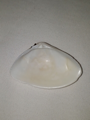 Iphigenia brasiliensis