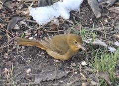 Piranga rubra