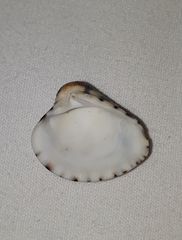 Anomalocardia flexuosa