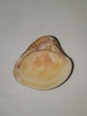 Anomalocardia flexuosa