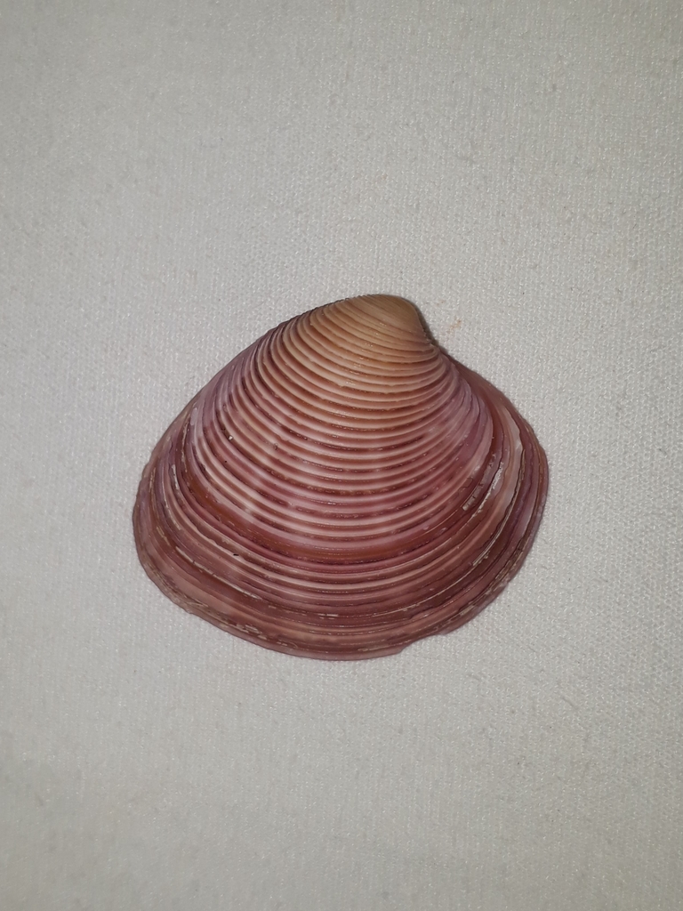 Purple Venus Clam