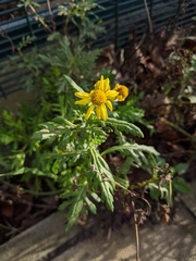 Senecio squalidus