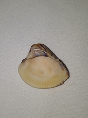 Anomalocardia flexuosa