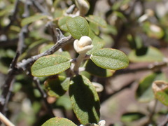 Tarchonanthus minor