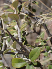 Tarchonanthus minor