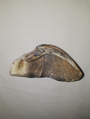 Eucallista purpurata