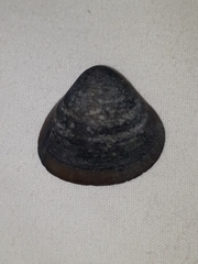 Tivela