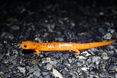 Pseudotriton montanus montanus