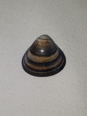 Tivela