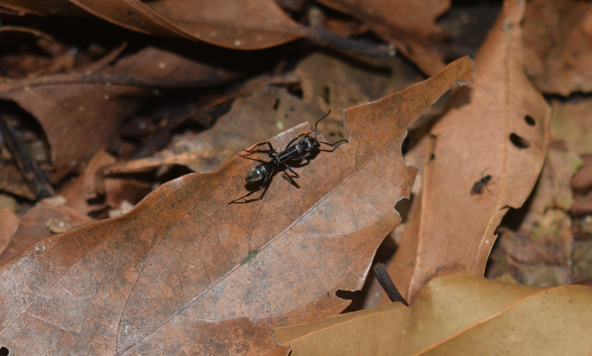 Neoponera verenae