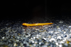 Pseudotriton montanus montanus