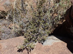 Diospyros austro-africana