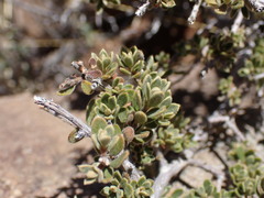 Diospyros austro-africana
