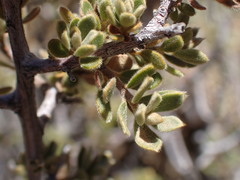 Diospyros austro-africana