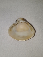 Mulinia cleryana