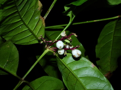 Chiococca nitida