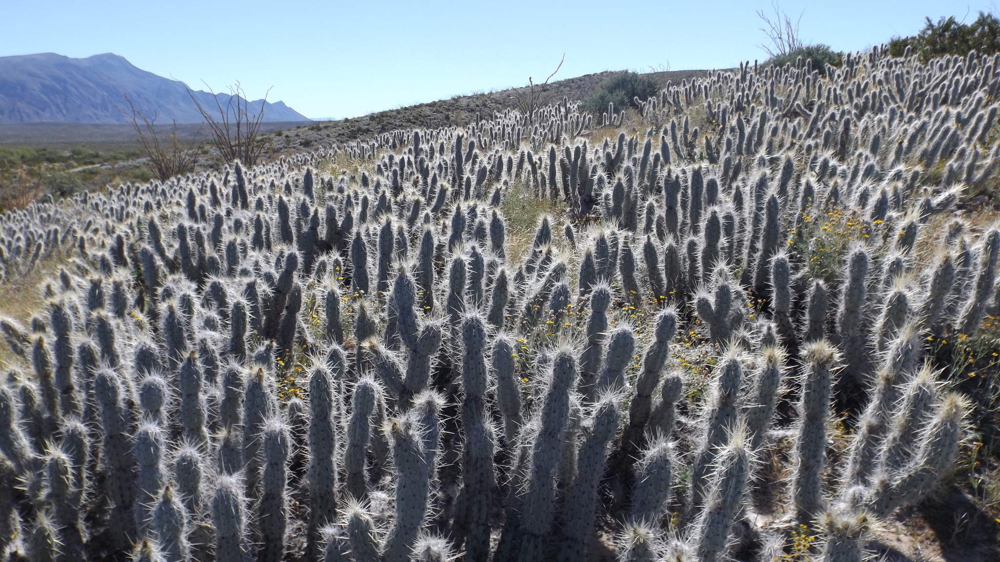 Grusonia bradtiana