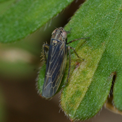 Graminella nigrifrons