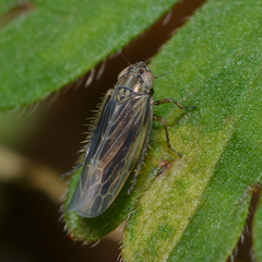 Graminella nigrifrons