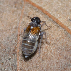 Flavoclypeus andromedus