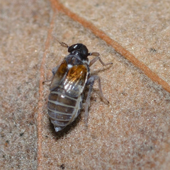 Flavoclypeus andromedus