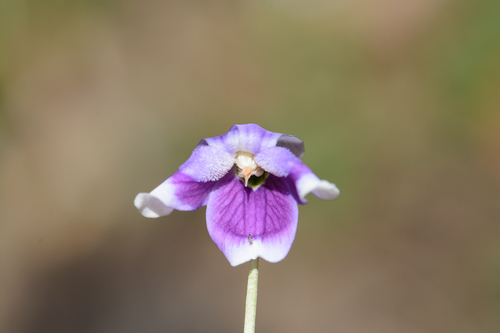 Viola banksii