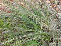 Phillyrea angustifolia