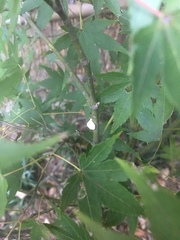 Pulvinaria innumerabilis