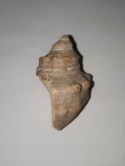 Stramonita brasiliensis
