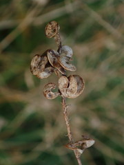 Medicago sativa