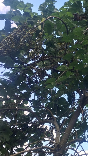 Paulownia tomentosa