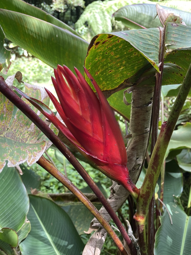 Heliconia lankesteri