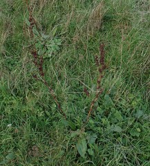 Rumex cristatus