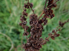 Rumex cristatus