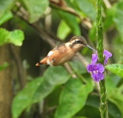 Chaetocercus heliodor
