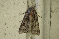 Acronicta impressa