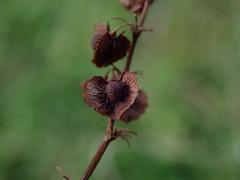 Rumex cristatus