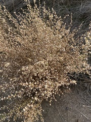 Dittrichia graveolens