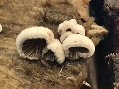 Schizophyllum commune