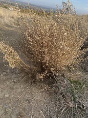 Dittrichia graveolens