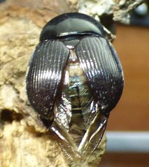Geotrupes blackburnii