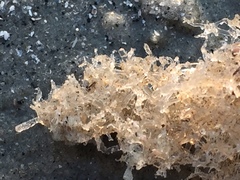 Amathia verticillata