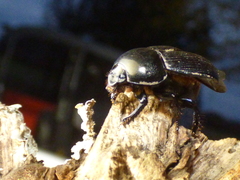 Geotrupes blackburnii